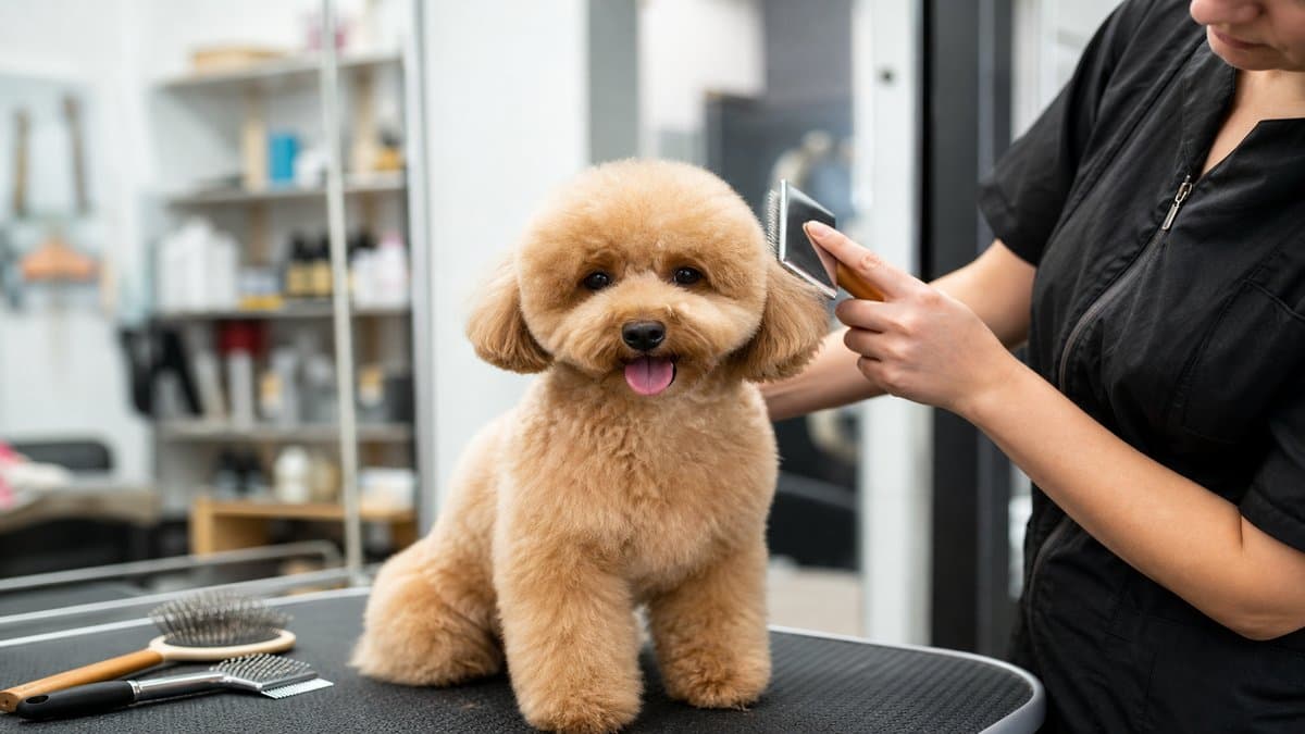 Dog Walking needed in Brandon, FL — Pet Services